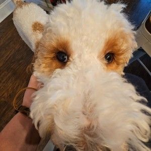 Meet your Posher, Justin